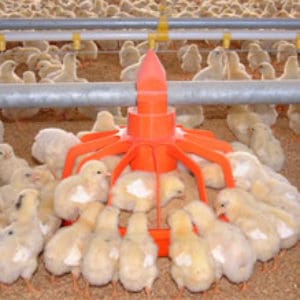 Broilers low level feeding plant
